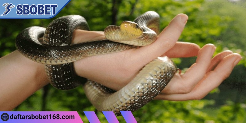 Chốt số đẹp khi mơ thấy bị rắn cắn đánh con gì