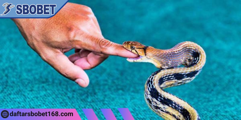 Mơ rắn cắn người thân lại là điềm báo tốt đến bạn