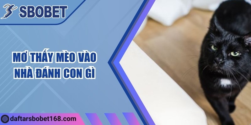 Mơ thấy mèo vào nhà đánh con gì và mang ý nghĩa ra sao? 4 Mơ thấy mèo vào nhà đánh con gì và mang ý nghĩa ra sao?